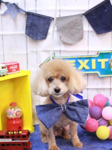 20230425プーちゃん